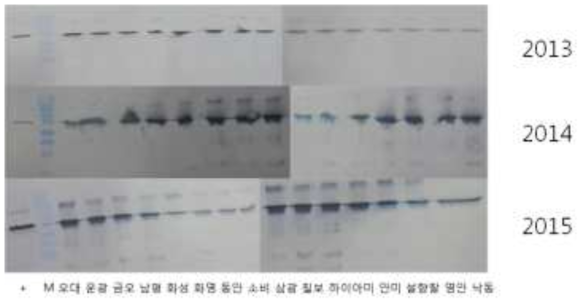 알레르기 단백질 Glyoxalase1에 대한 연도별 품종별 immunoblot