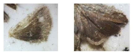 트랩에 유인된 복숭아순나방 수컷(왼쪽)과 복숭아순나방붙이 수컷(오른쪽)의 날개 모양을 통하여 두 나방을 동정