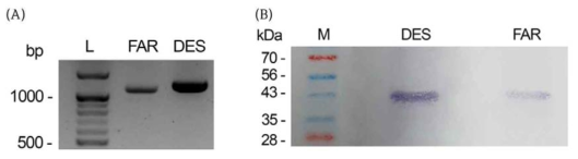 Saccharomyces cerevisiae 이스트에 형질전환시킨 복숭아순나방의 성페로몬 생합성에 관여하는 것으로 추정되는 DES와 FAR 유전자의 발현. (A) RT-PCR (B) Western analysis