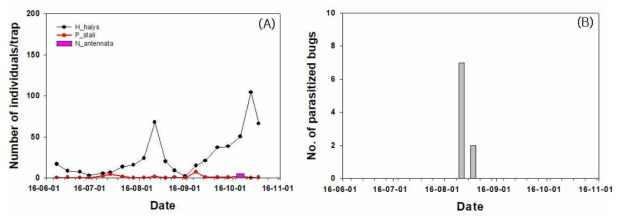 전북 김제시 사과 과원에서 썩덩나무노린재, 갈색날개노린재, 풀색노린재 발생 밀도 변동(A) 및 기생파리 알이 발견된 썩덩나무노린재 밀도(B)