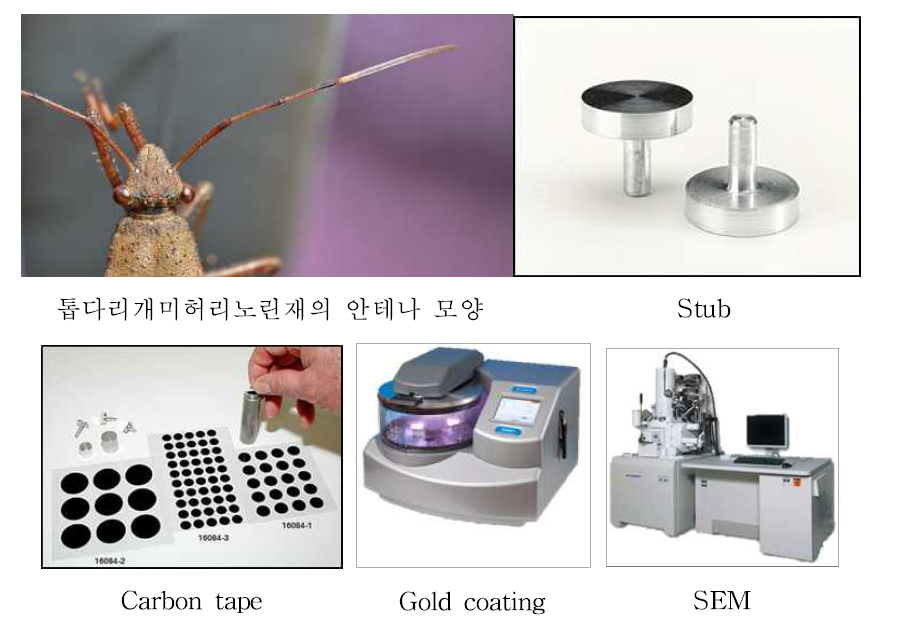 해충과 천적의 안테나 감각기의 형태학적 관찰을 위한 준비물