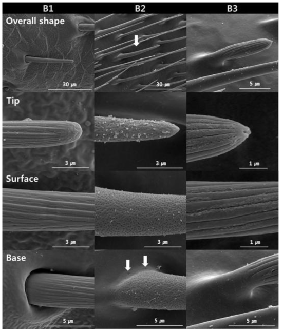 External morphology and cuticular attachments of subtypes (B1–B3) of basiconic sensilla of male R. pedestris. The overall shape and detailed morphologies of tip, surface and basal areas of each subtype of sensilla are shown in the 1st, 2nd, 3rd, and 4th rows, respectively