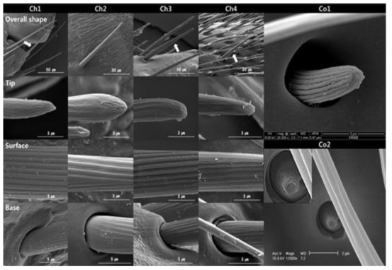 Subtypes of chaetic (Ch1–Ch4) and coeloconic (Co1 and Co2) sensilla of male R. pedestris adults showing their external morphology and cuticular attachment. The overall shape and detailed morphologies of tip, surface and basal areas of each subtype of sensilla are shown in the 1st, 2nd, 3rd, and 4th rows, respectively