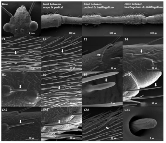 Main types of sensilla and their subtypes on the antenna of female R. pedestris adults. White arrows indicate the corresponding type of sensilla. T1–T4: sensilla trichodea subtype 1–4; B1–B3: sensilla basiconica subtype 1–3; Ch1–Ch4: sensilla chaetica subtype 1–4; Co1: sensilla coeloconica subtype 1