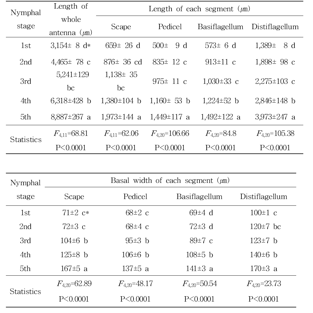Length(㎛) and basal width(㎛) of each types of antennal sensilla of R. pedestris nymph