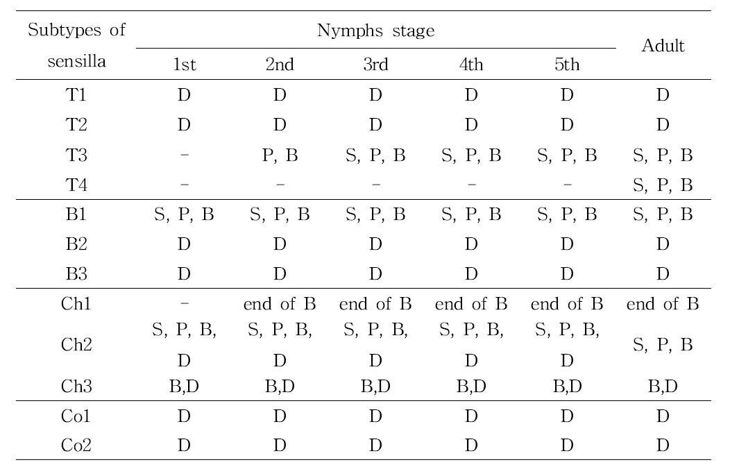 Distribution of antennal sensilla of R. pedestris nymphs