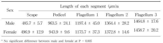 Length of each antennal segment of P . stali (N=5, mean± SE)