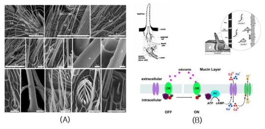 Planotortrix octo(나비목, 잎말이나방과) 수컷 안테나의 감각기 형태와 분포(A), 정보통신물질 의 인지기작(B)