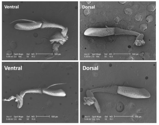 뚱보기생파리 수컷 안테나(위)와 암컷 안테나(아래)의 Ventral과 Dorsal 부분