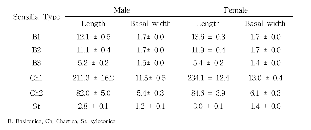 Length (㎛) and basal width (㎛) of each types of antennal sensilla of both sex of G. rotundatum (N=4~40)