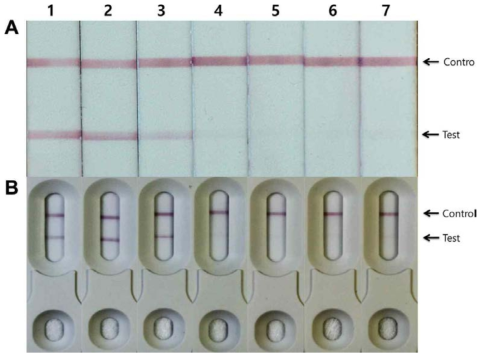 면역 스트립의 검출민감도. Ea AgriStrip (A)과 EB strip (B). Erwinia amylovora suspension, 108 cells/ml (1), 107 cells/ml (2), 106 cells/ml (3), 105 cells/ml (4), 104 cells/ml (5), 103 cells/ml (6), and 102 cells/ml (7)가 사용됨. 출처: 허 등, 2017 식물병연구 23: 306-313