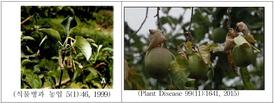 사과나무 가지마름병 병징