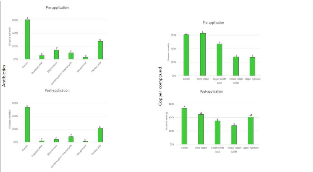 사과 유과에서의 항생제 및 구리합성 화합물의 화상병 억제효과. 선처리(위), 후처리(아래)