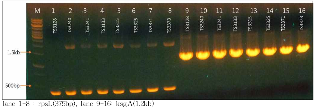 국내 화상병원세균 8균주에 대한 rpsL 유전자 변이에 따른 streptomycin 저항성 판단 (좌); ksgA 유전자 변이에 따른 kasugamycin 저항성 판단 (우)