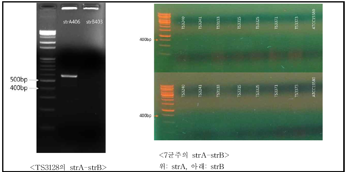 국내 화상병원세균 8균주에 대한 PCR에 의한 strA-strB 유전자 존재유무 확인