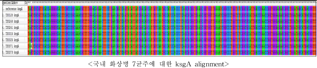 ksgA 유전자의 deduced amino acid 염기서열에 의한 돌연변이 확인