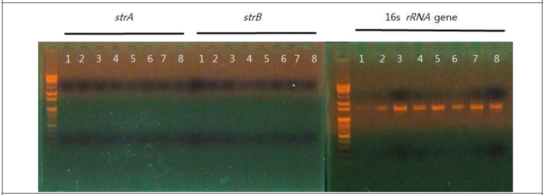 분리된 부생균의 strA-strB의 검정