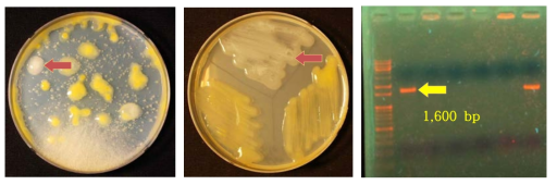 꿀벌의 외부에서 채취, 배양한 E. amylovoa (좌), colony PCR band (우)