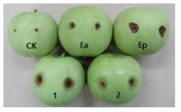사과(cv. 부사) 유과를 이용한 화상병균의 병원성 검정. CK, 멸균수; Ea, 화상병균; Ep, 가지(검은)마름병균; 1과 2, 화상병균