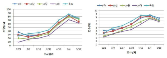 양파 직파 시기별 초장 및 엽수비교