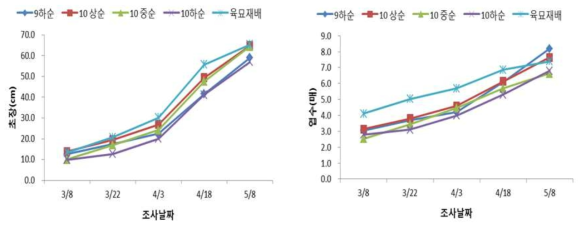 양파 직파 시기별 생육특성