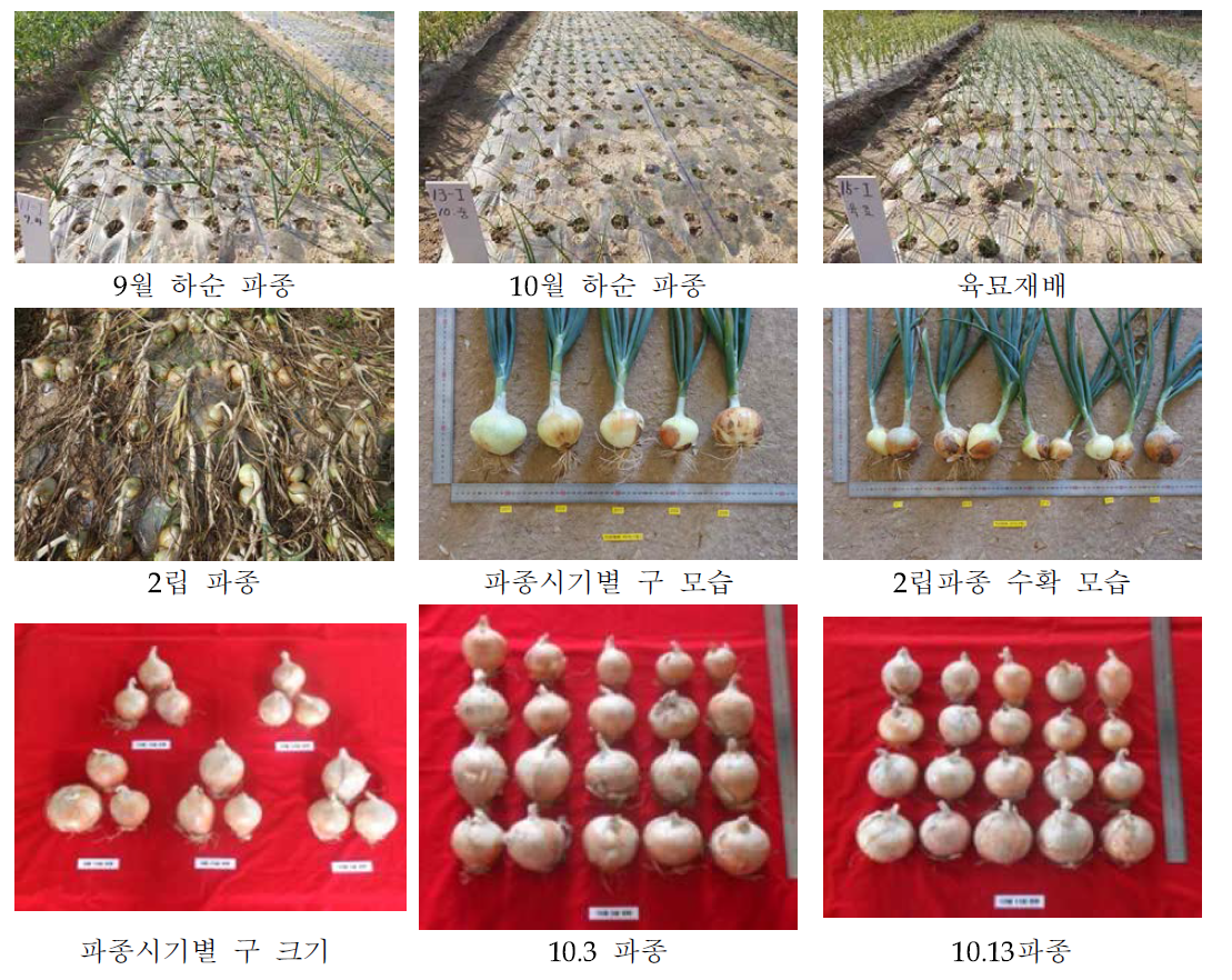 양파 직파재배 파종기기별 생육 및 구 수확 특성