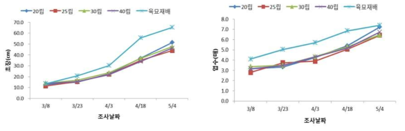 양파 직파시 파종립수별 생육특성