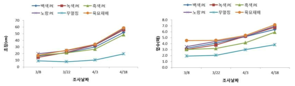 양파 직파시 멀칭 종류별 생육특성