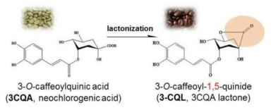 원두 가공 시 hydroxycinnamoylquinide로 화합물 변형 과정(lactonization)