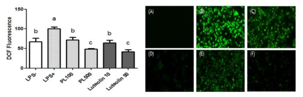 Pepper leaves extracts (PL) suppress ROS generation in LPS-stimulated macrophages. RAW 264.7 cells were treated with various concentrations of pepper leaves extracts(100 and 500 ug/mL). (A) LPS- (B) LPS+ (C) PL 100 ug/mL (D) PL 500 ug/mL (E) Luteolin 10 ug/mL (F) Luteolin 50 ug/mL