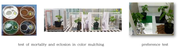 Eclosion and preference test of mulching colors to Frankliniella occidentalis