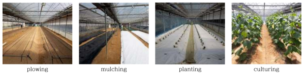 Preparation of cucumber greehouse field