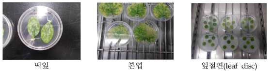 Measuring maintenance period of leaf as an inoculum of powdery mildew