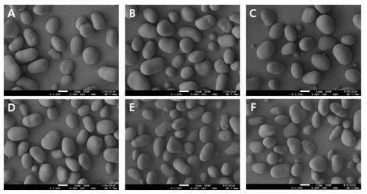 Scanning electron micrograph of cowpea starches. A: Seoone, B: Yeonbun, C: Okdang, D: Myanmar-C, E:Heungildang-C, F:Jellafood-C