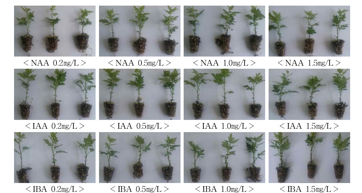 감국 호르몬 처리별 생육상황