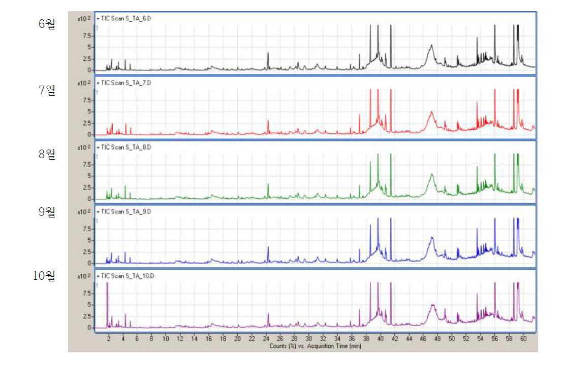 태안 감국 줄기의 시기별(6월-10월) GC-MS chromatogram