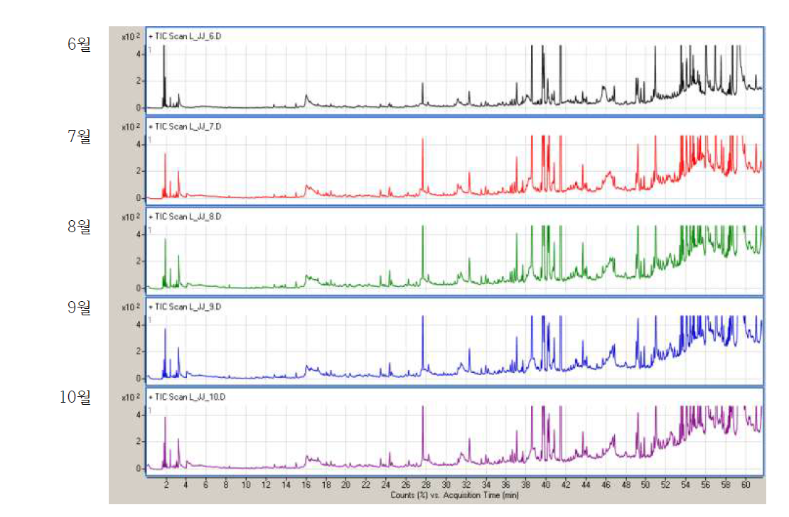 제주 감국 줄기의 시기별(6월-10월) GC-MS chromatogram