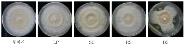 분양균주 첨가에 따른 느타리버섯 균사 생장(미생물 20㎕ 첨가)