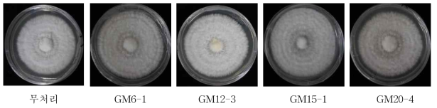 분리균주 배양여액 첨가에 따른 느타리 균사생장