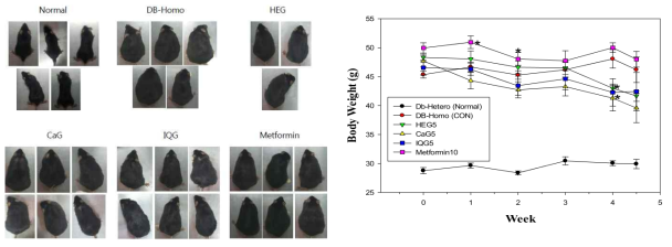 정상쥐와시료 처치한당뇨쥐의 한달간체중변동, 도태 전 쥐 사진 투여 후 한 달 도태 전 모습