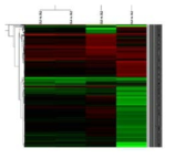 Heat map of microarray on db mice liver tissue treated with CaG5, IQG5 or HEG5