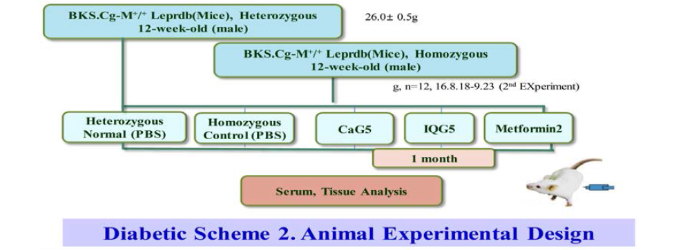 당뇨쥐 2차 재현성 확인시험: CaG, IQG의 카로보닐함량: 단백손상억제확인