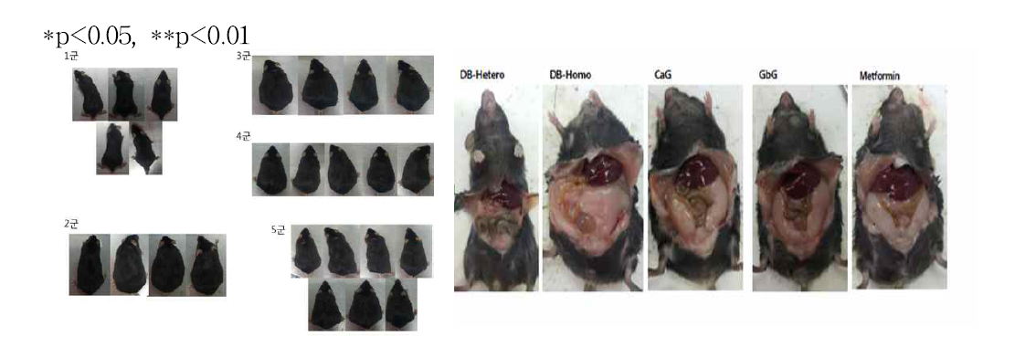 헤테로당뇨(정상) 쥐,당뇨 쥐. 당뇨투여 쥐(3,4,5군) 임상관찰과 복부지방비교