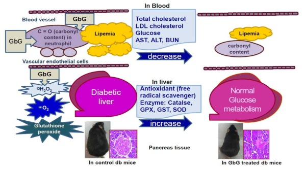 당뇨 쥐에 있어서 귀뚜라미(G. bimaculatus) glycosaminoglycan 항산화효과 기전 추정 모식도