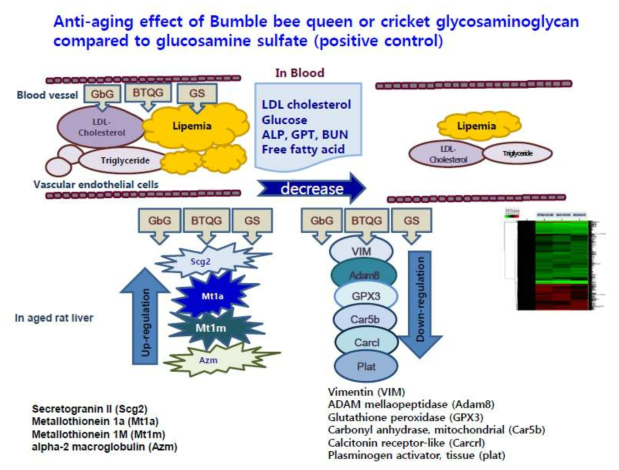 서양뒤영벌여왕벌- 또는 귀뚜라미- 글라이코사미노글라이칸의 항노화 기전 추정 모식도