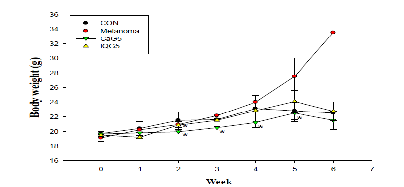 B16F10 유도 후 강랑-, 호박벌-여왕벌글라이코사미노글라이칸 6주 투여 시 쥐 체중