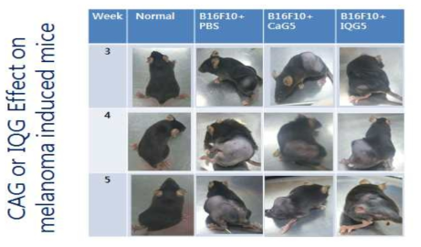 주별 피부암 종 쥐 변화