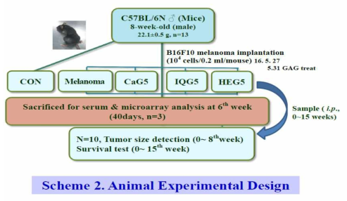 강랑-, 호박벌여왕벌-, 홍랑자-글라이코사미노글라이칸 항암실험 모식도(40일간 혈액채취, 15주까지 생존률 조사)