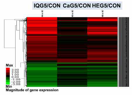 Heat map of microarray on melanoma tissue of B16F10 melanoma mice treated with CaG5, IQG5 or HEG5