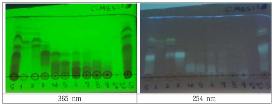 Ethyl acetate fraction의 S column/ 흡광도에따른성분 TLC 점적 UV 조사비교